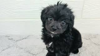 ハーフ犬の動画01