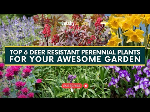 安全な庭を作るためのシカに強い多年草トップ 6 🌸🦌 // ガーデニングのヒント