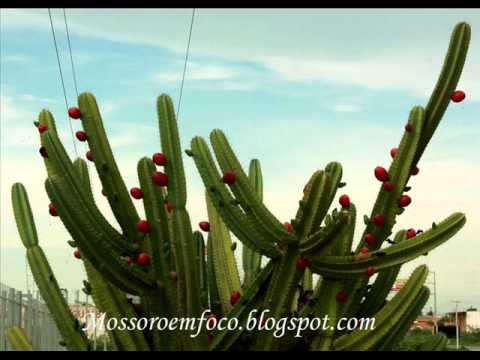 Acauã video