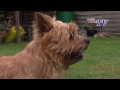 Cairn Terrier - Cairn Terrier - Meister PETz TV Rasseportrait MPT 117