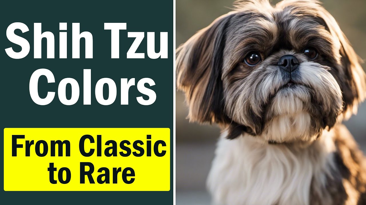 What is the rarest color Shih Tzu? Tipseri