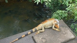 preview picture of video 'Costa Rica - 03 - Leguanenbrug - Cano Negro - Rio Frio - Crocodile - FOX Groepsreis / 2009'