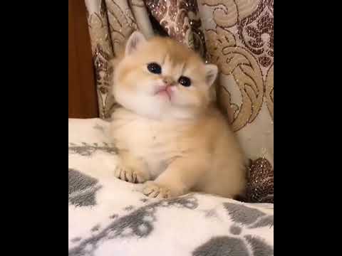 cat vs message sound