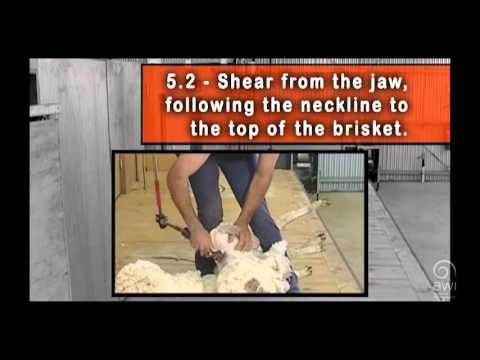 AWI Novice - Shearing Positions - The Neck and Last Side - Shearing Instructions