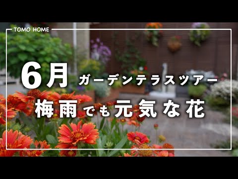 太陽に抵抗する植物 花コスモス