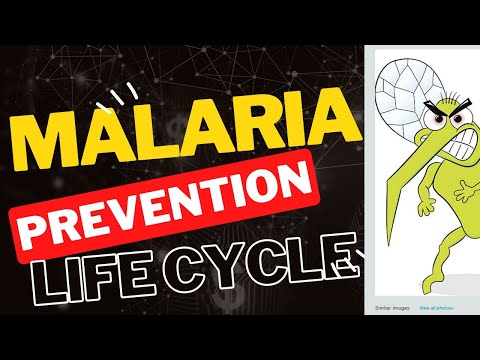 Life cycle of malaria parasite