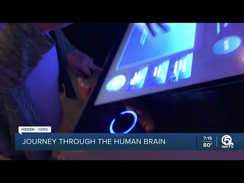 Journey Through the Human Brain