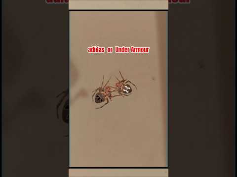 Pick One #spider #gagamba #insects #shorts