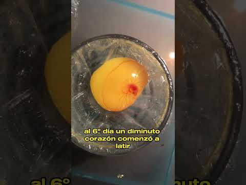 Miracle Hatch: How a Cracked Turtle Egg Came Back to Life#animals #Friendship #Us