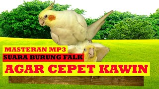 Download lagu Suara buat mancing burung falk agar cepat kawin mp3