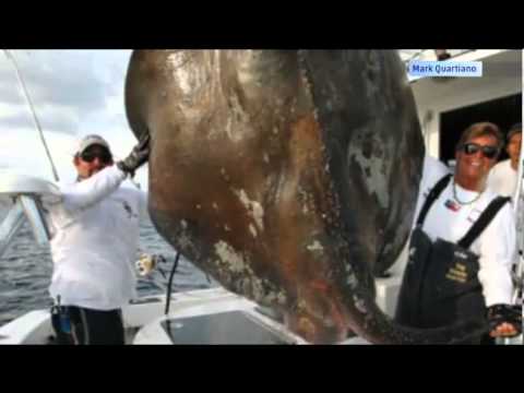 Huge Stingray Caught Off The Coast Of Miami: Mark Quartiano Snags 800 Pound Surprise
