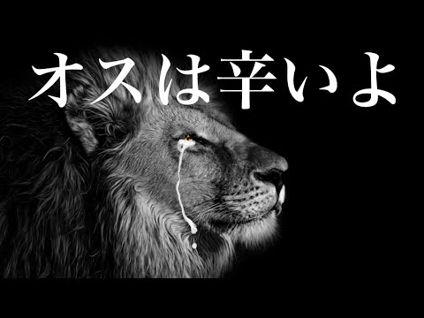 リトルライオンについて詳しく解説