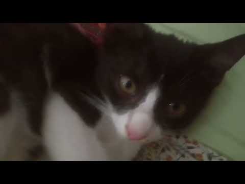 don't like him at all now-a-days... naughty kitten #angrycat