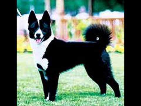 Karelian Bear Dog