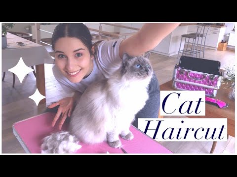 My CAT gets a HAIRCUT For the FIRST TIME! - YouTube