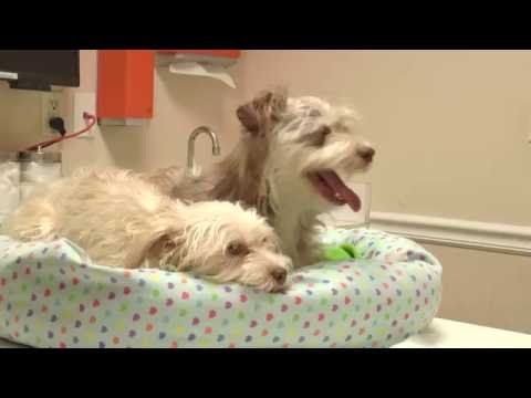 Harold & Cozette at East Lake Pet Orphanage