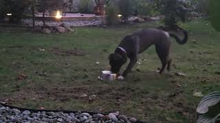 Video preview image #1 Boxer-Unknown Mix Puppy For Sale in Boonton, NJ, USA