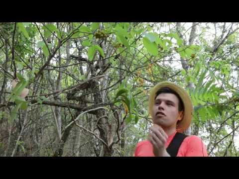 Orchid hunting in Shan State, Myanmar (Burma) Part 1