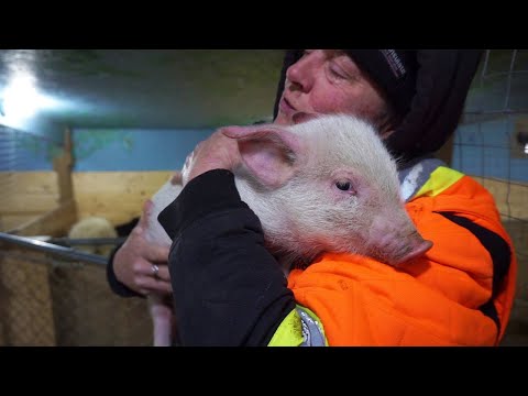 Farm Update Tour - Vlog #301