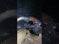 bones at the bottom of a mine shaft #mineexplorer #mineexploration #uk