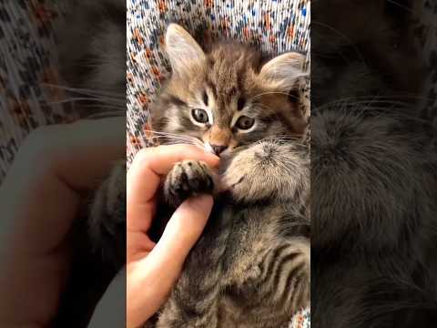 funny cat video 😺/babe cat/#cat #cats  #billi #manu Billi #shorts #shortsvideo #baby #balloon
