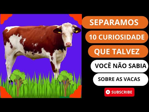 separamos 10 curiosidade que você talvez não sabia sobre as vacas confira!