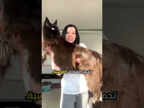 إليك أجمل خمسة قطط على كوكب الأرض#قطط #cuts