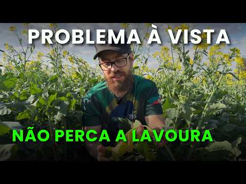CANOLA: não é alternária! Conheça a canela preta que ataca sua lavoura