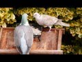 Collared Dove & Wood Pigeon 