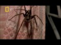Joakim - Spiders 
