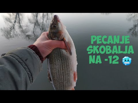 Zimsko pecanje skobalja na feeder  *(-12°C)