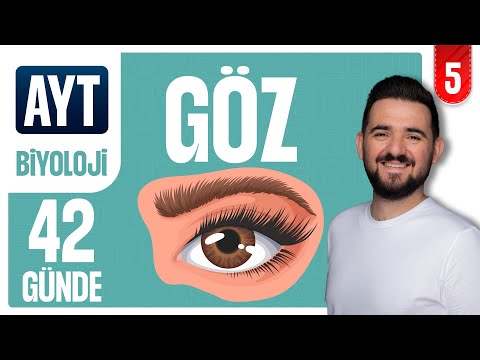 Göz - Duyu Organları | 42 GÜNDE AYRINTILI AYT BİYOLOJİ KAMPI 2026-2027 | 5.GÜN