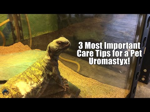 3 Most Important Care Tips for a Pet Uromastyx! 🌵 🦎.