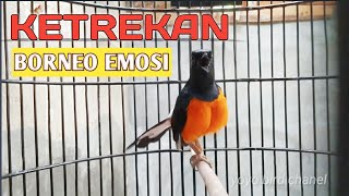 Download lagu BORNEO NGETREK EMOSI!!! || BIKIN MURAI LAIN BUNYI GACOR SEKETIKA mp3 Download lagu BORNEO NGETREK EMOSI!!! || BIKIN MURAI LAIN BUNYI GACOR SEKETIKA mp3