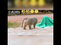 Monkey Funny Videos