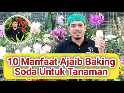 , title : '10 Manfaat Ajaib Baking Soda Untuk Tanaman Dan Hobi Berkebun, Tips Agar Tanaman Sehat dan Subur..!!'