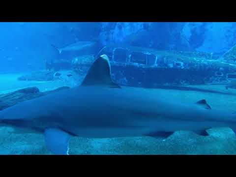 SHARKS : SCAVENGERS OF THE SEAS - DOCUMENTARY