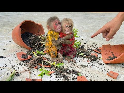 Monkey Bon & Moon Cause Big Trouble with the Plant Pot – A Costly Lesson 🌱🐒