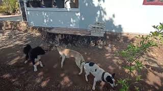 Download lagu Gangguin Anjing Kawin guyssss mp3 Download lagu Gangguin Anjing Kawin guyssss mp3