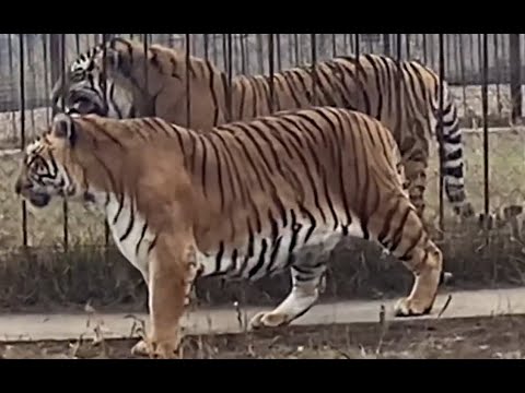 Siberian Tiger vs Sumatran Tiger- Size Comparison