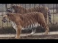 Siberian Tiger vs Sumatran Tiger- Size Comparison