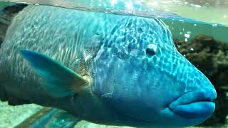 メガネモチノウオ(Napoleon fish)が巨顔かわいい【NIFREL ニフレル】