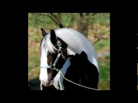 Video thumbnail for Old Cheyenne