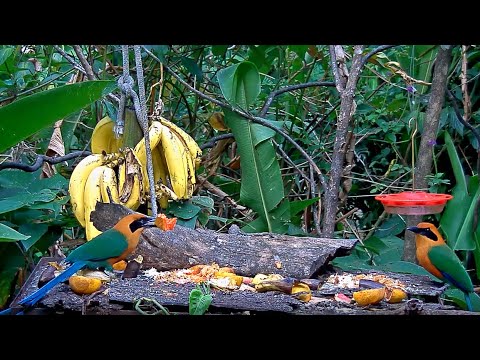 One Rufous Motmot Feeds Another On The Panama Fruit Feeder – April 3, 2020