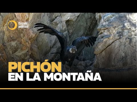 Nació un cóndor andino en el Parque Provincial Tupungato: un hito para la conservación en Mendoza
