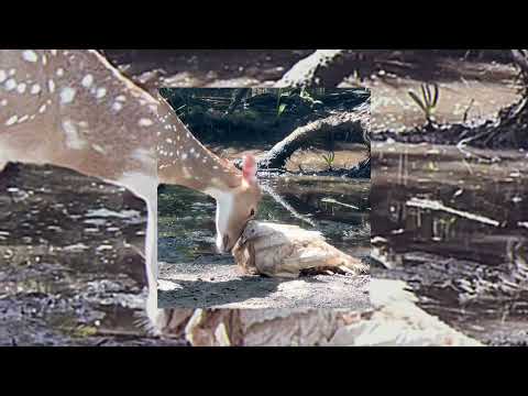 Start Again - Kaden Mackay