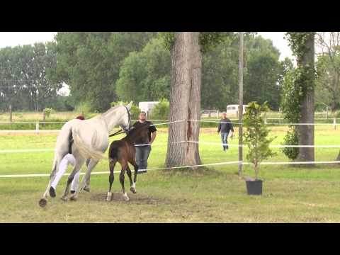 Stutfohlen 2014 Prämienfohlen Calidrio x  Cornet Obolensky/Kolibri