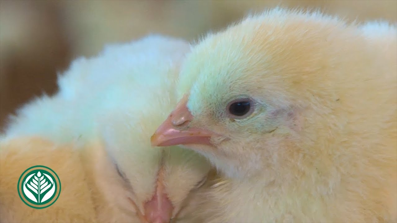 Município de balsas ganha destaque na produção de aves de corte