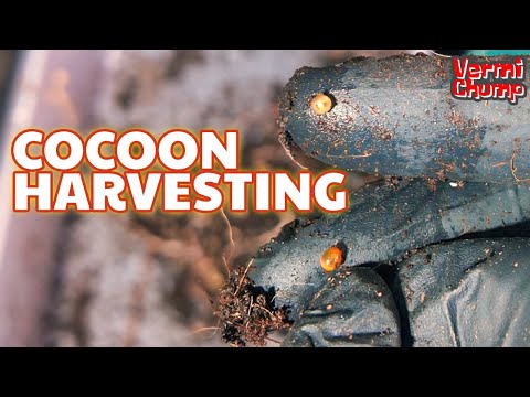 Breeder Bin Cocoon Harvesting