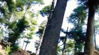 preview picture of video 'Natural beauty of trees.||Green covers||'